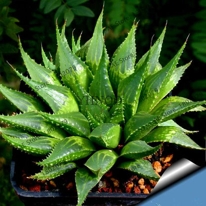 Succulent Seeds Kit - Aloe Vera, Edible Beauty Plants, Bonsai & Perennial Flowers for Home Garden