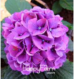 Geranium Seeds for Potted Balcony Planting - Fast Sprouting Pelargonium Flowers