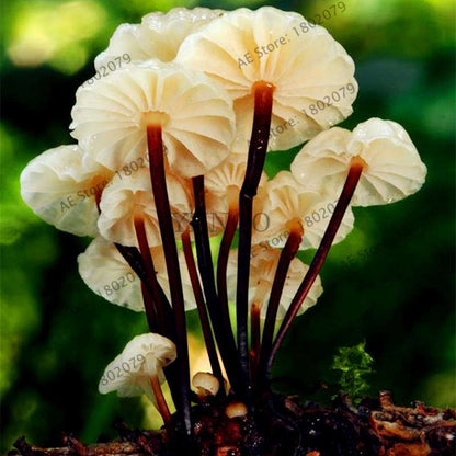 Edible Mushroom Seeds for Planting - Organic Healthy Succulent Vegetable Seeds for Happy Farm & Home Garden