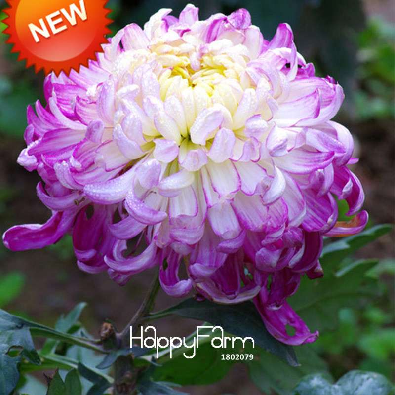 Rare Blue Chrysanthemum Seeds - for DIY Balcony & Home Garden Planting | USA Grown