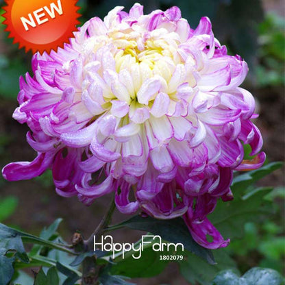 Rare Blue Chrysanthemum Seeds - for DIY Balcony & Home Garden Planting | USA Grown
