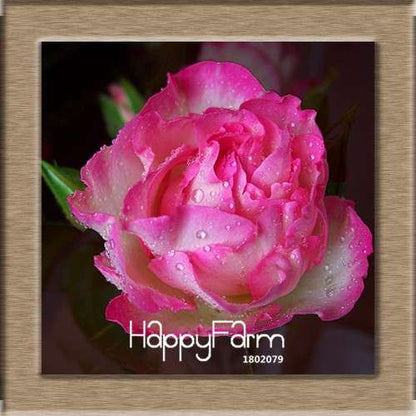 Rare White Red Edge Rose Seeds - for Balcony, Indoor & Garden Planting | Fresh Potted Flower Seeds