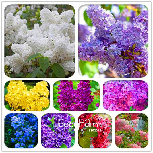 Japanese Bonsai Lilac Flower Seeds - DIY Home Garden Planting Kit for Indoor/Outdoor