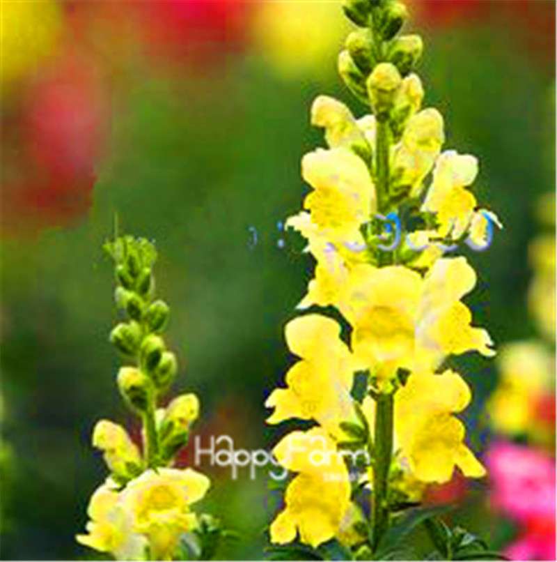 Rare Black Rose Snapdragon Seeds - Exotic Death Flower Plant for Garden