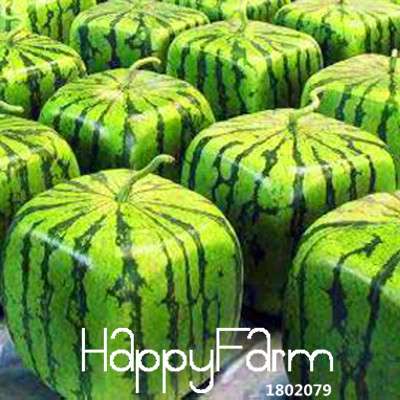 Rare Chinese Watermelon Seeds - Sweet Fruit Bonsai Plants, for Home Gardening