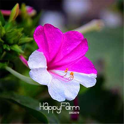 18 Varieties Jasmine Seeds - Fragrant & Ornamental Flowers for Garden Planting, Chinese Charm