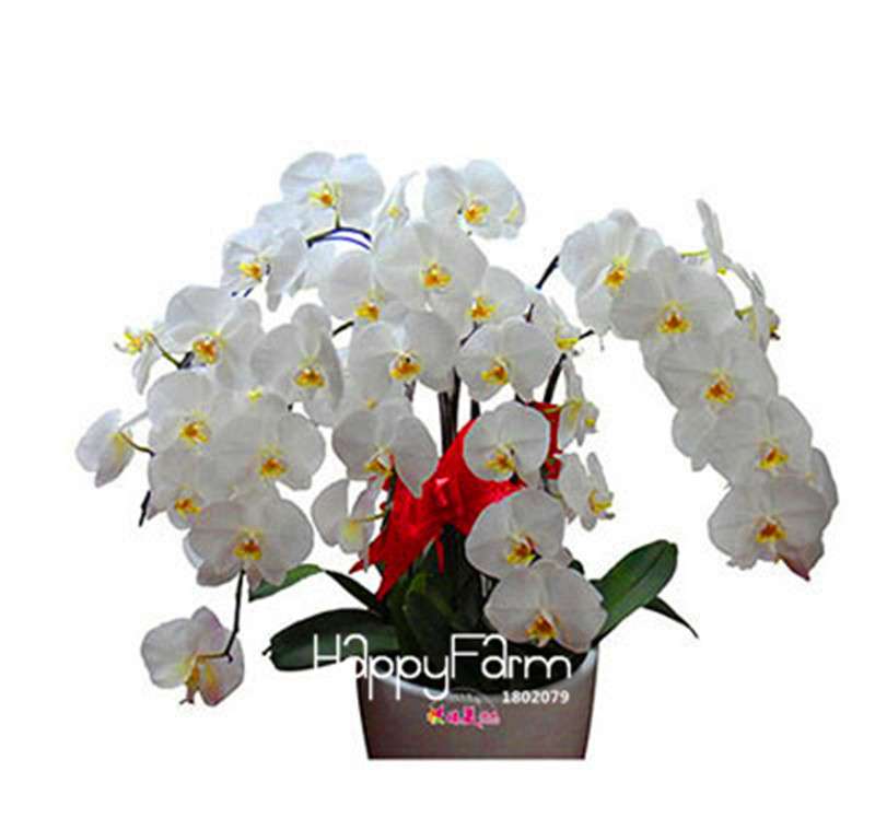 Phalaenopsis Orchid Seeds - Premium Bonsai Flower Seeds for Home & Indoor Garden Planting