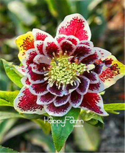 Helleborus Seeds for Bonsai - Grow Exotic Japanese Flowers at Home | DIY Garden Kit