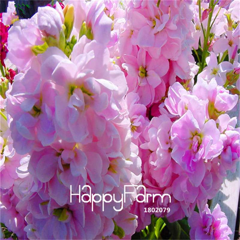 Violet Flower Seeds - Fragrant Matthiola Incana for Garden Planting, Easy Grow