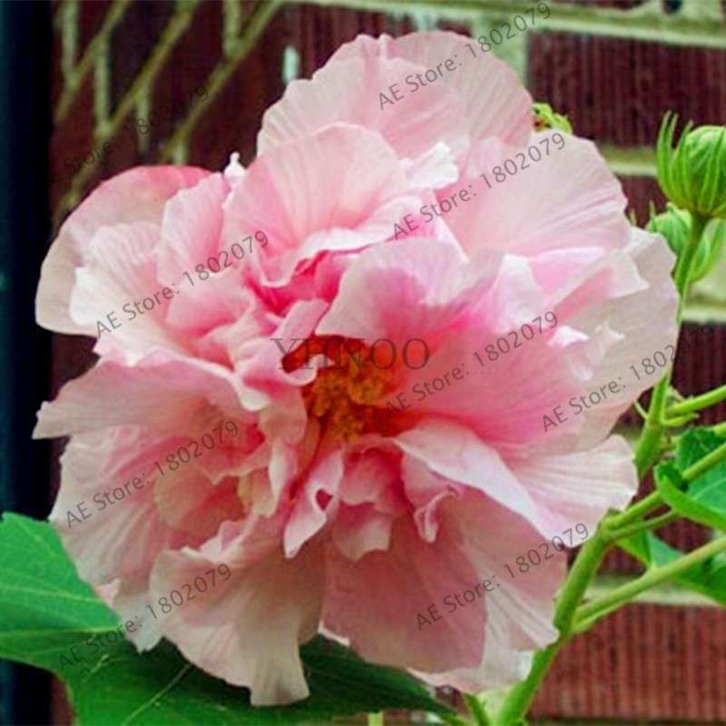 Colorful Bonsai Hibiscus Seeds - Perennial Flower for Home Garden Planting, Hibiscus Mutabilis