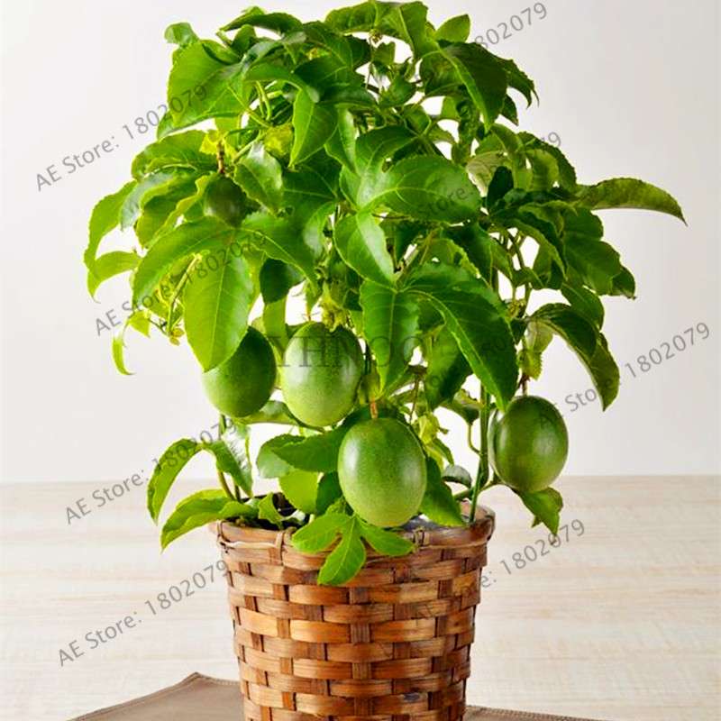Organic Passion Fruit Seeds (Passiflora edulis) - Rare Tropical Fruit Tree Seeds for Home Planting