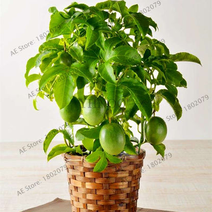 Organic Passion Fruit Seeds (Passiflora edulis) - Rare Tropical Fruit Tree Seeds for Home Planting