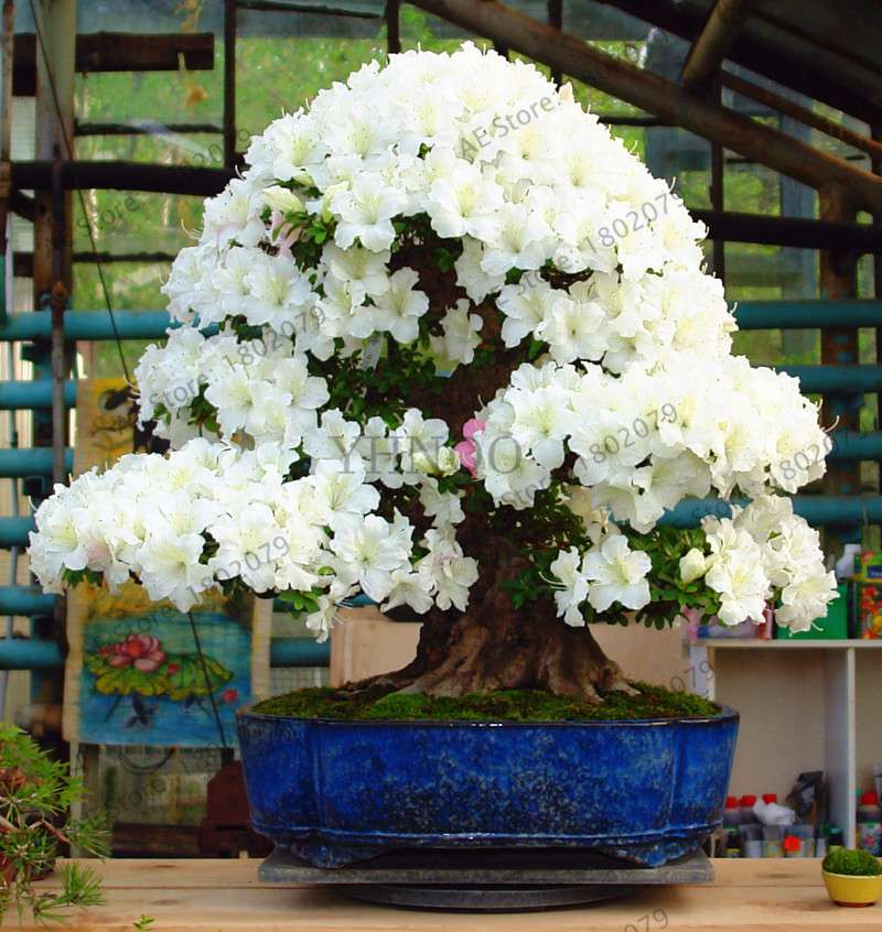 Rare Azalea Bonsai Seeds - DIY Home Garden Plants, Sakura-Like Blooms - Grow Japanese Cherry Flowers