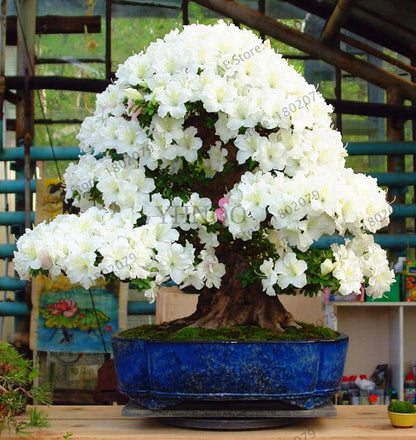 Rare Azalea Bonsai Seeds - DIY Home Garden Plants, Sakura-Like Blooms - Grow Japanese Cherry Flowers
