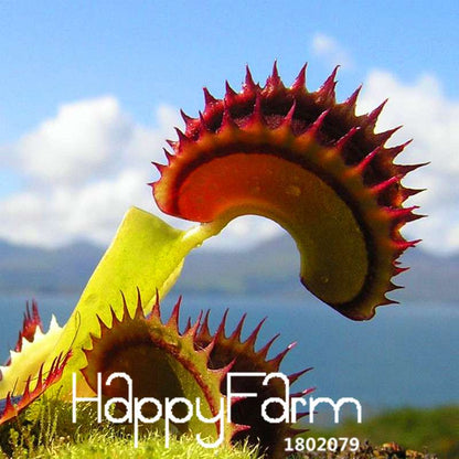 Venus Flytrap Seeds - Carnivorous Bonsai Plant for Garden, Terrarium & Home | 3 Varieties