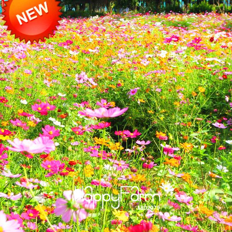 Chrysanthemum Seeds Mix - Perennial Wildflower Seeds for Home Garden Planting | USA Grown