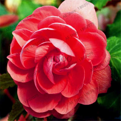 Begonia Seeds - Easy to Grow Bonsai Balcony Flowers, Potted Eustoma & Malus Spectabilis for Home Garden