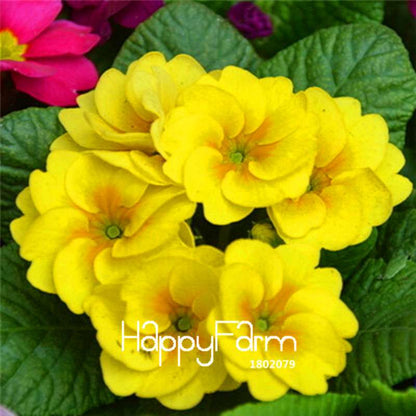 Rare Primrose Seeds (Primula malacoides) - Europe Bonsai Flower Seeds for Home Garden & Outdoor Planting