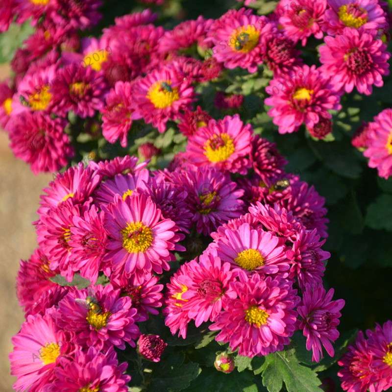 Perennial Daisy Seeds - Hardy Ground Cover Chrysanthemum for Home Garden & Bonsai Planting