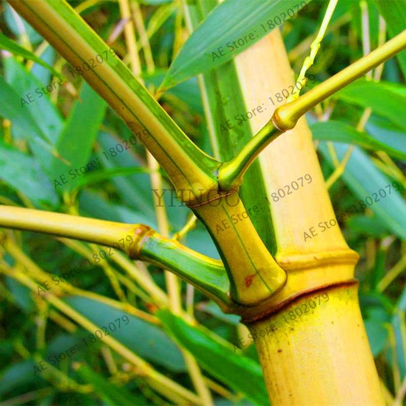 Colorful Bamboo Seeds - Rare Chinese Perennial Ornamental Plants for Garden