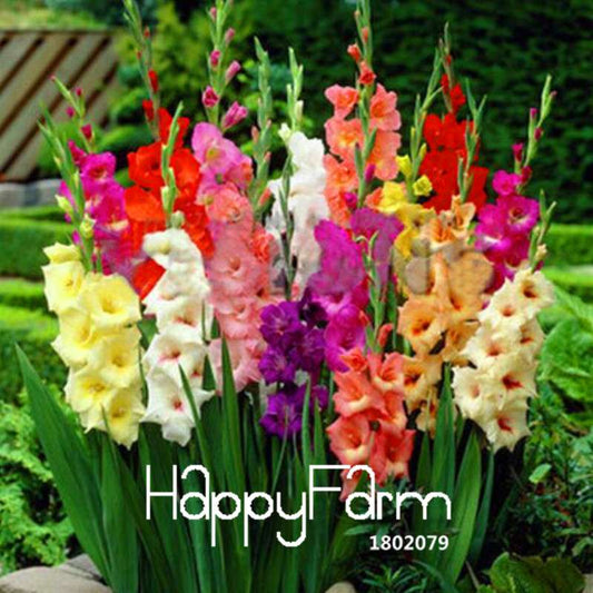 Rare Gladiolus Flower Seeds - Colorful Perennial Sword Lily for Home Garden Planting