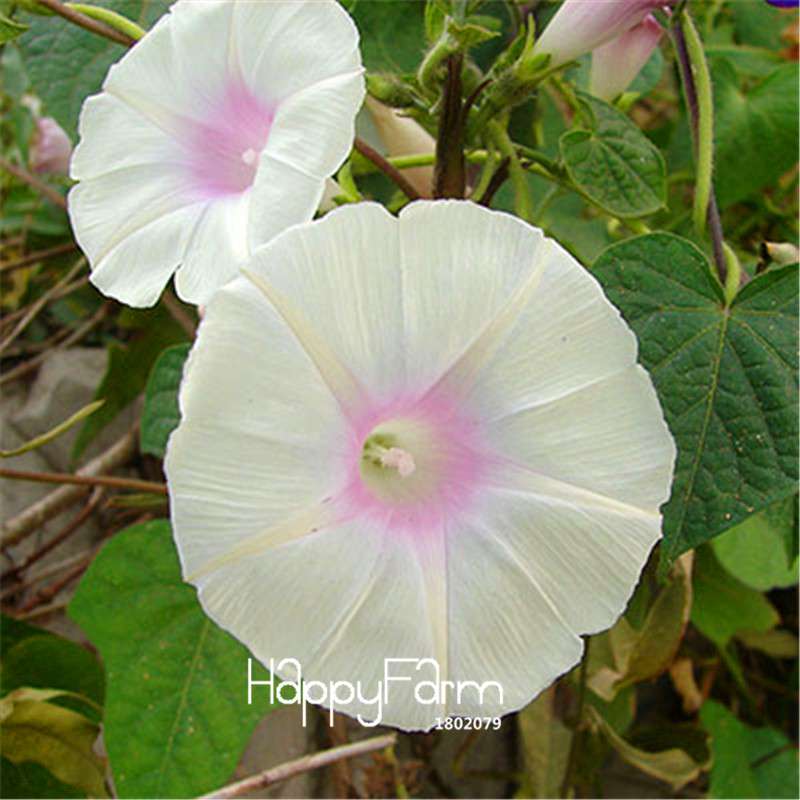 Types Ipomoea Nil Seeds - Chinese Morning Glory Flowers, Fast US Shipping