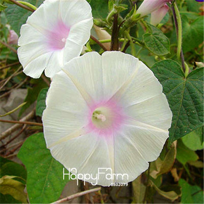 Types Ipomoea Nil Seeds - Chinese Morning Glory Flowers, Fast US Shipping