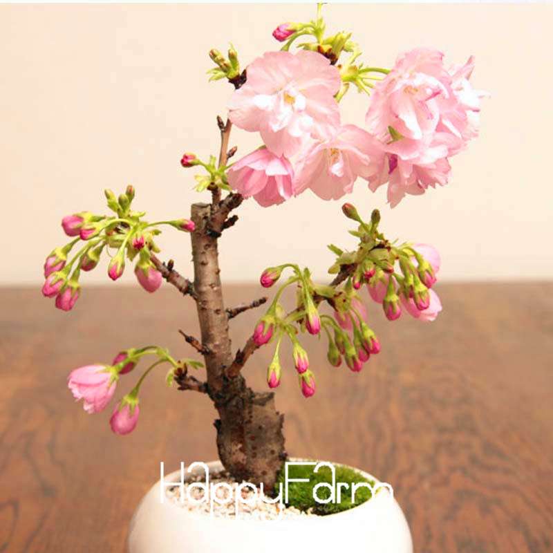 Cherry Bonsai Seeds - Japanese Sakura Tree Seeds for Home Garden Planting