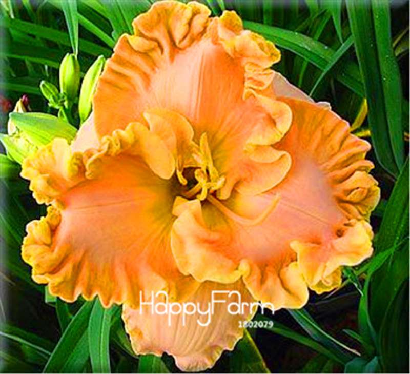 Hybrid Daylily Seeds - Colorful Hemerocallis Lily for Home Garden & Bonsai | Fast-Growing Flower Seeds
