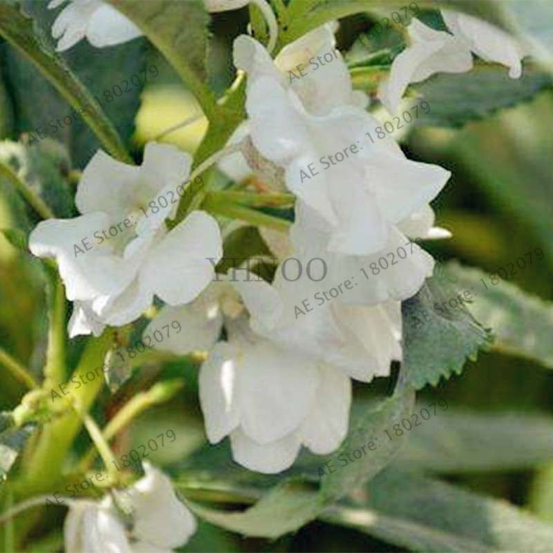 Bonsai Impatiens Seeds - Touch-Me-Not Flower Seeds for Home & Garden Planting - Easy Grow Bonsai Plants