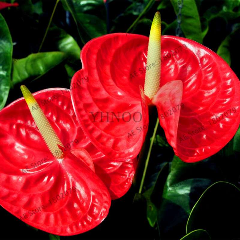 Anthurium Seeds - Colorful Bonsai Flower Seeds for Home Garden, Balcony DIY Planting (Andraeanum)