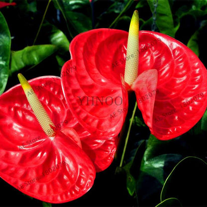 Anthurium Seeds - Colorful Bonsai Flower Seeds for Home Garden, Balcony DIY Planting (Andraeanum)