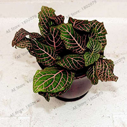 Fittonia Verschaffeltii Seeds - Indoor Bonsai Plant for Home, Office & Garden Decor - Easy to Grow