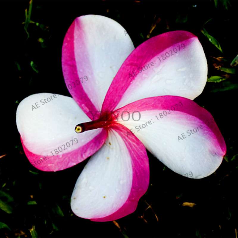 Mixed Color Frangipani Plumeria Seeds - Perennial Bonsai Plant for Home & Garden Planting