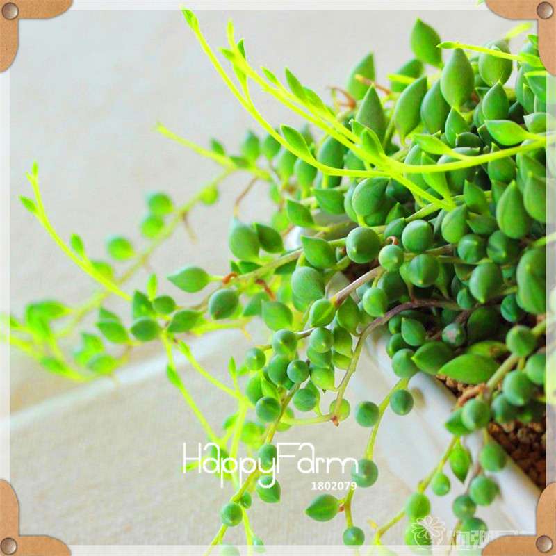 99 Varieties Lithops Seeds - Succulent & Bonsai Plants for Office, Home Garden - Easy to Grow