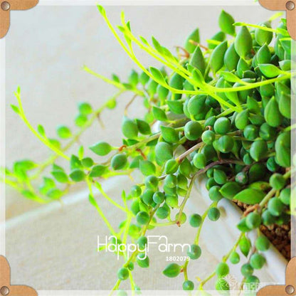 99 Varieties Lithops Seeds - Succulent & Bonsai Plants for Office, Home Garden - Easy to Grow