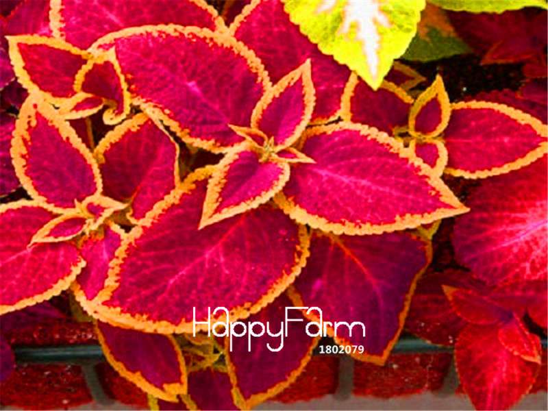 Bonsai Coleus Jazz Ruby Seeds - Vibrant Potted Flowers, Indoor/Outdoor Garden Decor