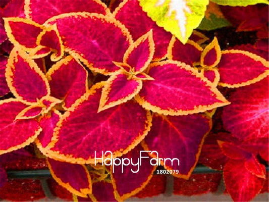 Bonsai Coleus Jazz Ruby Seeds - Vibrant Potted Flowers, Indoor/Outdoor Garden Decor