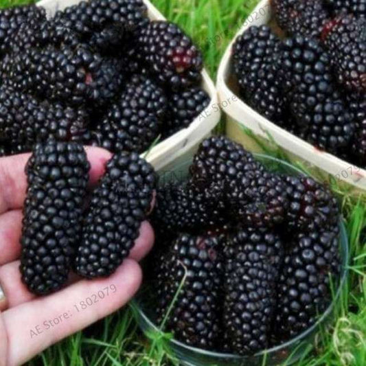 Sweet Giant Blackberry Seeds - Heirloom, Non-GMO, Triple Crown Variety - Grow Juicy Blackberries at Home