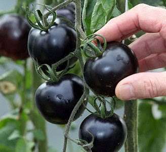 Black Pearl Tomato Seeds - Non-GMO, Heirloom, Balcony & Bonsai Potted Plant for Home Gardening - USA Shipping