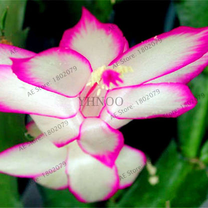Mixed Color Christmas Cactus Seeds - Schlumbergera Bonsai Plant for Home & Garden Planting
