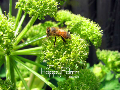 Angelica Sinensis Seeds - Dang Gui Medicinal Herb for DIY Home Garden Planting | Organic Flower Seeds