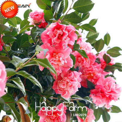 24-Color Camellia Seeds Kit - for Potted Plants, Bonsai & Garden Flowers | Fast-Growing & Vibrant Blooms