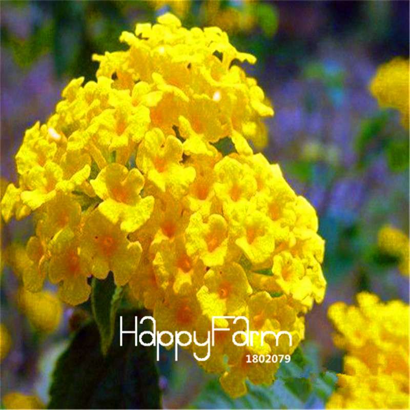 Colorful Lantana Camara Seeds - Indoor Bonsai Flowering Plant - Easy Grow, Bulk - USA Seller