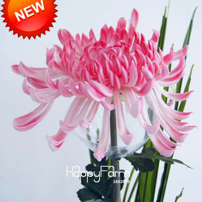Pink Chrysanthemum Seeds - DIY Garden Flowers for Pots | Easy-Grow Morifolium