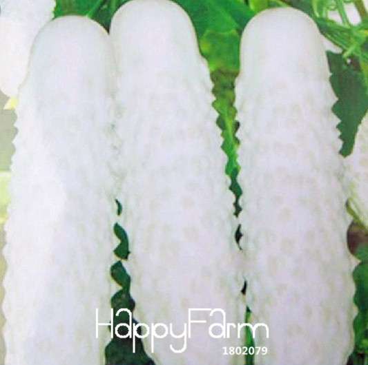 White Cucumber Seeds - Fresh, Non-GMO, Easy Grow for Garden, Pots & Bonsai | Fast Shipping