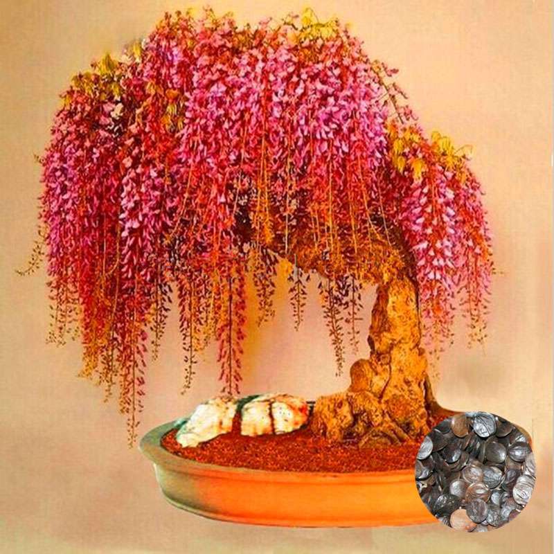 Rare Gold Mini Bonsai Wisteria Seeds - Indoor Flowering Plants, Professional Pack