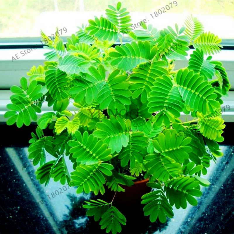 Mimosa Pudica Seeds - Sensitive Plant for Pots & Balcony | Fun, Fast-Growing Foliage
