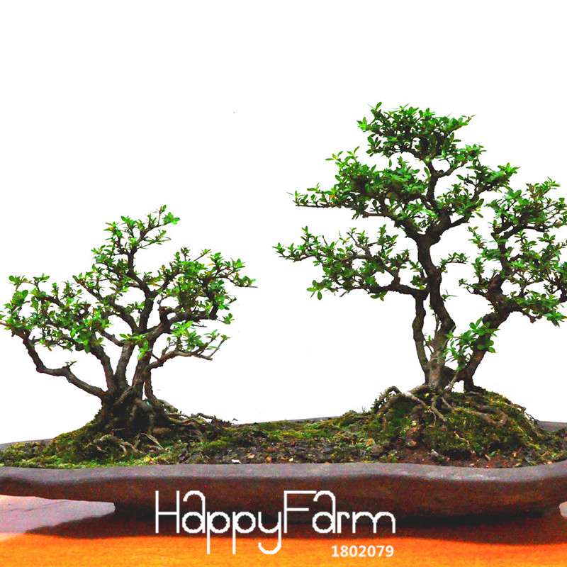 Seeds - Chinese Bonsai Elm Tree Seeds (Ulmus Pumila) | Hardy Perennial Garden Planting