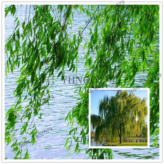 Potted Willow Tree Seeds - Salix babylonica, Fast-Growing Green Tree for Home Garden Planting